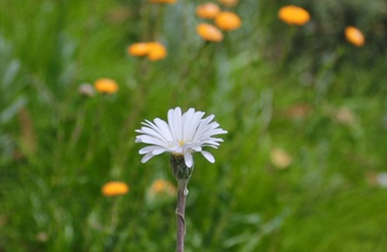 Counselling and Psychotherapy Northern Beaches