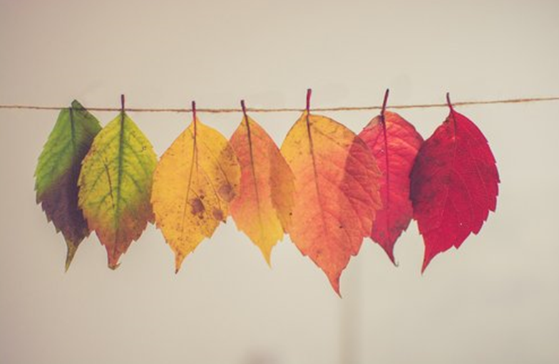 counselling flexibility, Counselling and Psychotherapy Northern Beaches