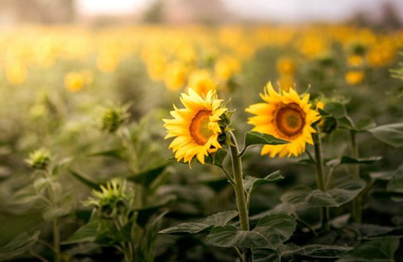 Counselling and Psychotherapy Northern Beaches